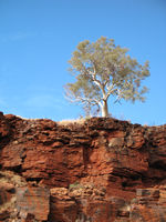 Snappy gum from Dales Gorge